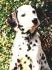 Dalmatian