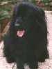 Newfoundland Dog