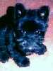 Scottish Terrier