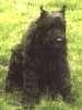 Bouvier