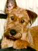 Irish Terrier