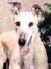Greyhound