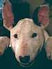 Bullterrier