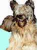 Briard