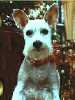 White Schnauzer