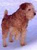 Lakeland Terrier