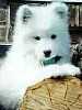 Samoyed