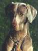 Weimaraner