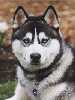 Siberian Husky