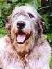 Irish Wolfhound