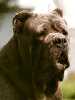 Neapolitan Mastiff