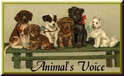 Animal's Voice