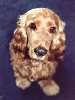 Cocker Spaniel