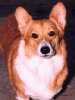 Pembroke Welsh Corgi