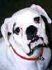 White Boxer