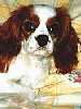 Cavalier King Charles