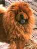 Chow Chow