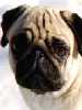 Pug