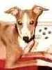 Italian Greyhound