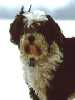 Tibetan Terrier