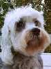 Dandie Dinmont Terrier