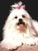 Maltese