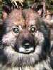 Keeshond