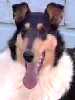 Collie