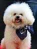 Bichon Fris�