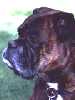 Boxer