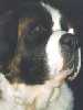 St Bernard