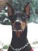 Dobermann