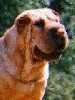 Shar-Pei