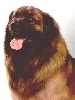 Leonberger