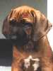 Rhodesian Ridgeback