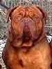 Le Bordeaux Rouge