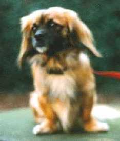 Joschi