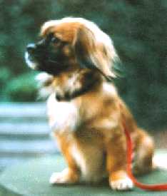 Joschi