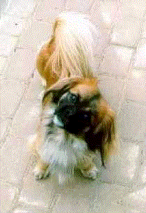 Thanks to Bitten J?nsson for the animation *Tail-waggging Joschi*!
