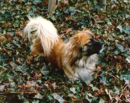 Joschi at the Forest © by Ulrich Leive