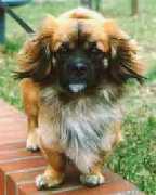 Joschi