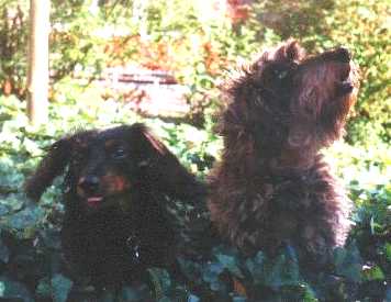 Kathi und Bienchen 1