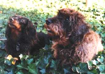 Kathi und Bienchen 2