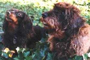 Kathi und Bienchen 2b