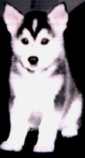 Kody
