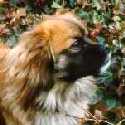 Joschi III