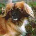 Joschi