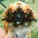 Joschi II