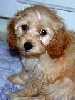 Buffy