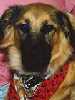 Maxie